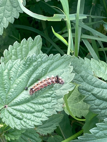 Knot Grass Moth
