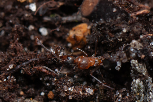 Blood-red Field Ant