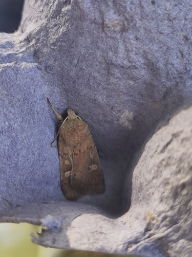 Square-spot Rustic