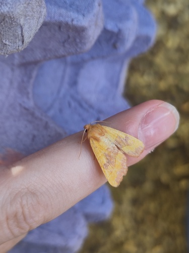 Centre-barred Sallow