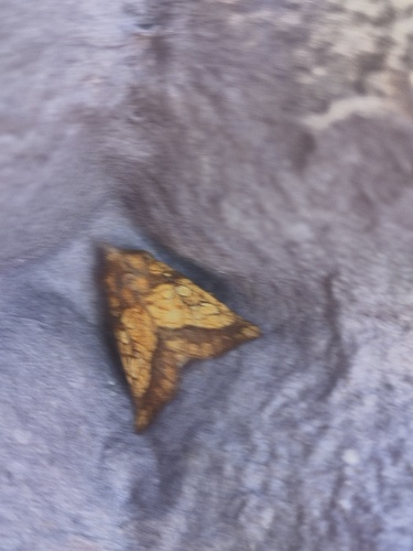 Frosted Orange