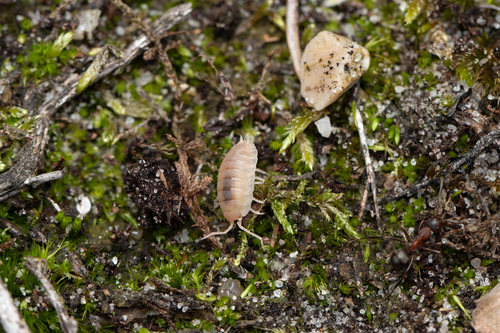 Common Rough Woodlouse