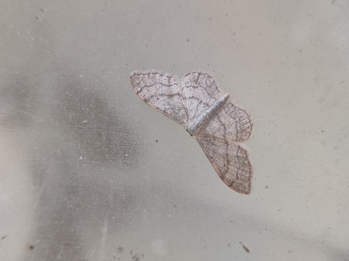 Riband Wave