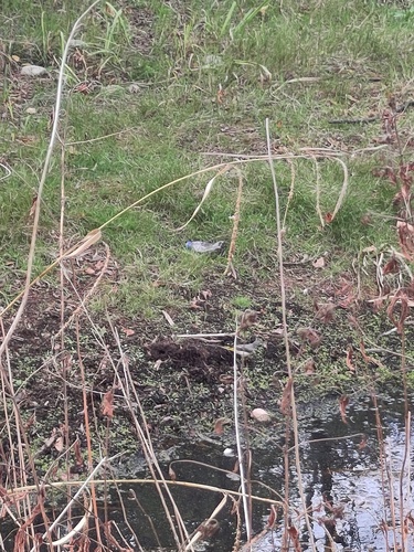 Grey Wagtail