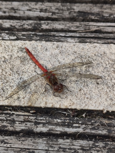 Common Darter