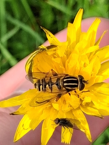 Sun Fly