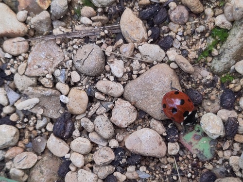 Seven-spotted Lady Beetle