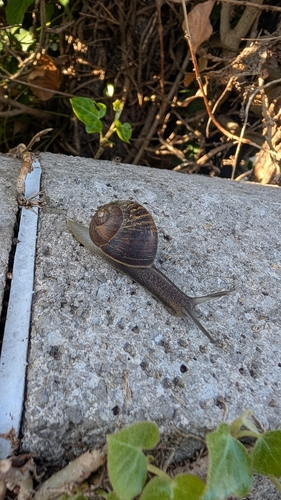 Garden Snail