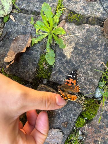 Painted Lady