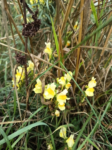 common toadflax