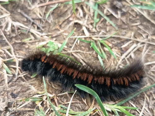 Fox Moth