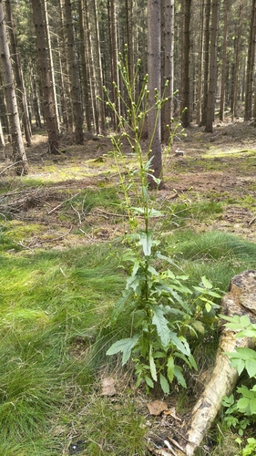American burnweed