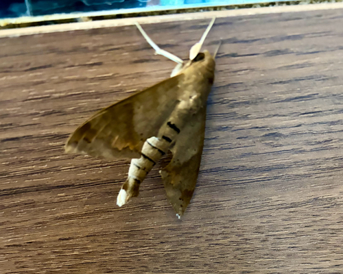 Lesser Ficus Sphinx