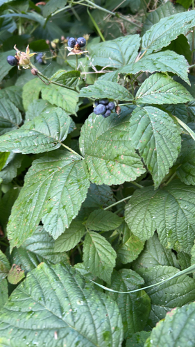 European dewberry