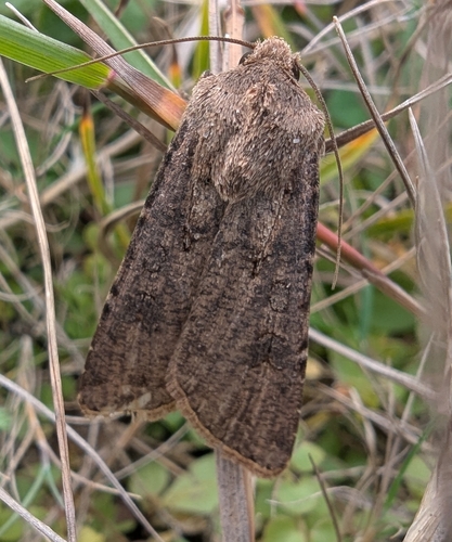 Turnip Moth