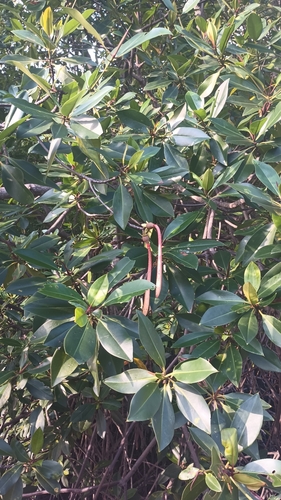 Rhizophora apiculata observed 2026-09-16