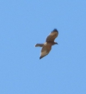Bonelli's Eagle