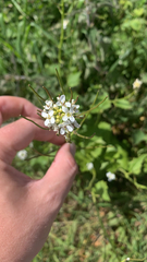 Alliaria petiolata