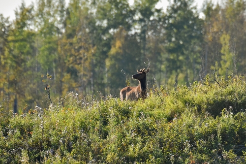 American Elk