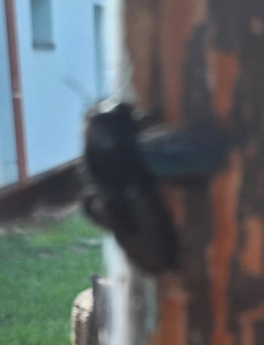 Xylocopa
