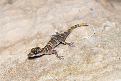 Saraburi Bent-toed Gecko
