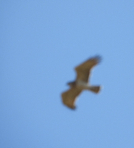 Short-toed Snake-Eagle