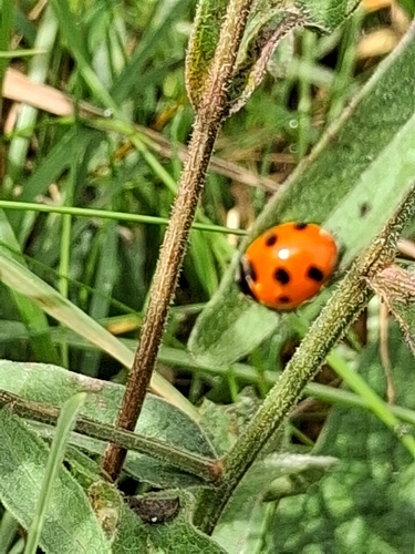 Seven-spotted Lady Beetle