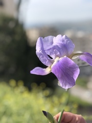 Iris mesopotamica
