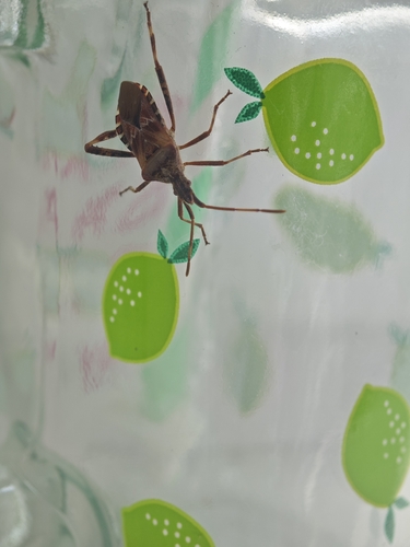 Western Conifer Seed Bug