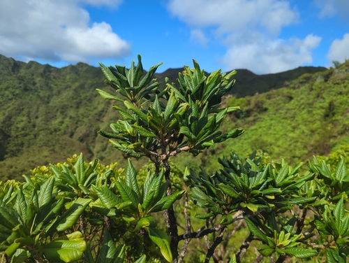 Pittosporum glabrum observed 2026-09-13