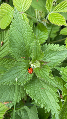 Coccinella septempunctata