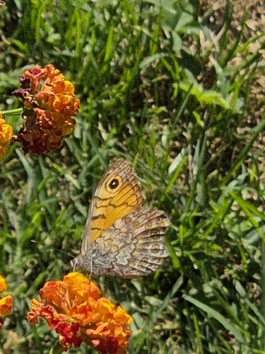 Wall Brown