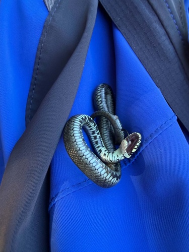 grass snake