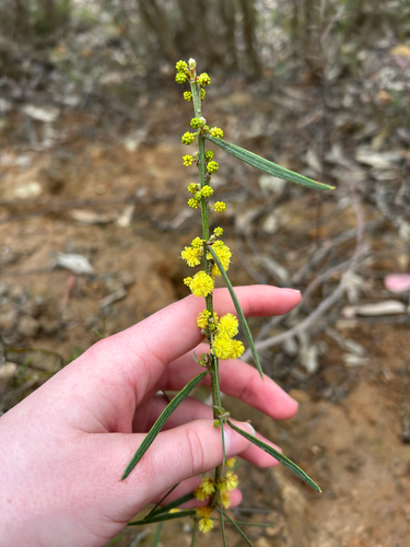 Acacia lanigera observed 2026-09-16