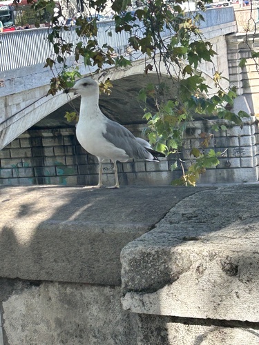 Yellow-legged Gull