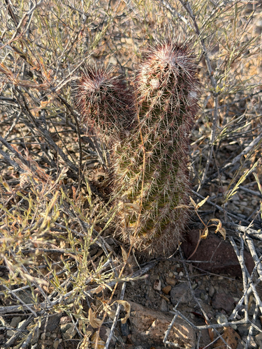 Echinocereus chisoensis