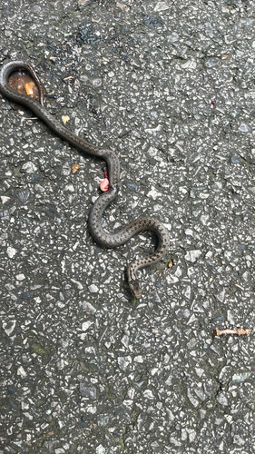 Smooth Snake