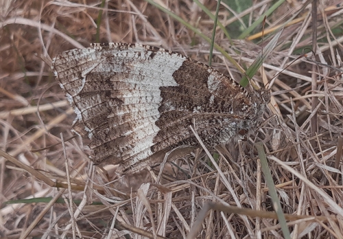 Great Banded Grayling