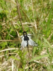 Libelloides sibiricus