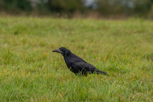 Rook