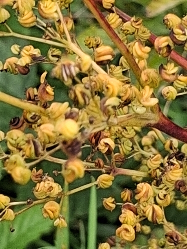 Meadowsweet
