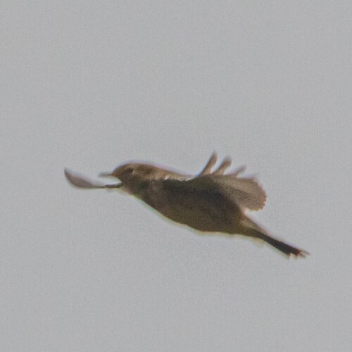 Meadow Pipit