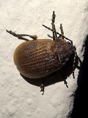 Galeruca pomonae