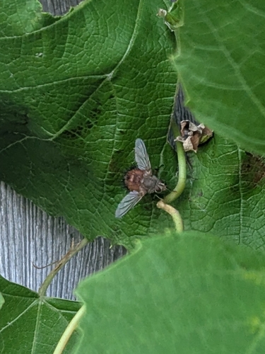 Hystricia abrupta