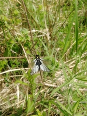 Libelloides sibiricus
