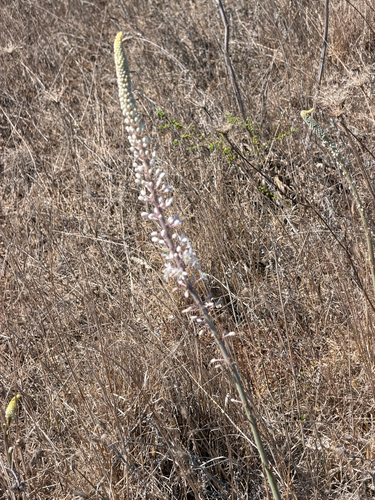 Drimia pancration