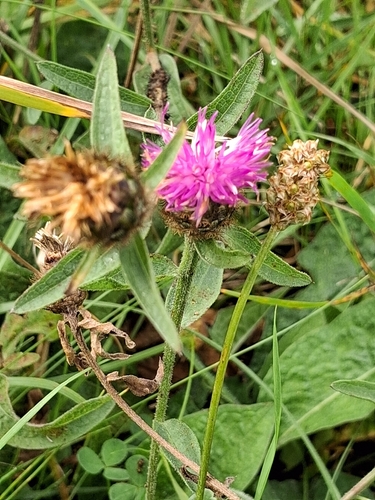 black knapweed