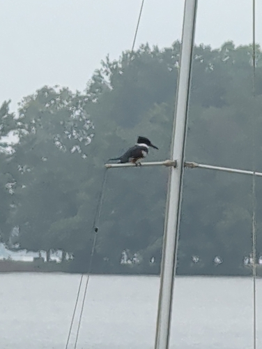 Belted Kingfisher