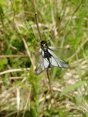 Libelloides sibiricus