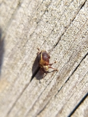Lignyodes enucleator